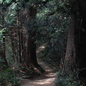 Хвойный лес