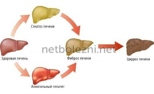 Как алкоголь влияет на орган