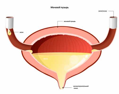мочевой пузырь.jpg