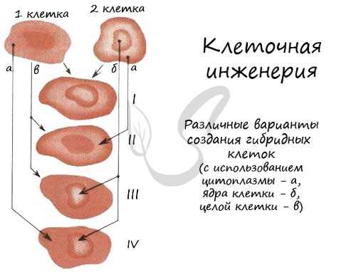 Клеточная инжерения