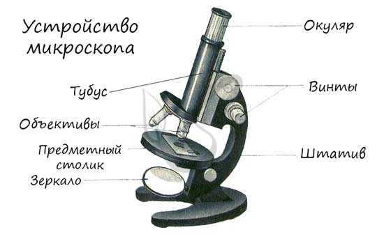 Устройство микроскопа