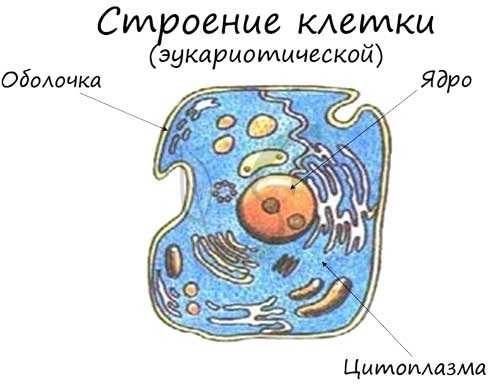 Строение клетки