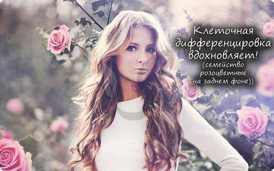 Клеточная дифференцировка