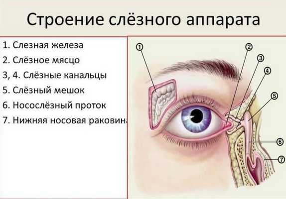 Строение слёзного аппарата