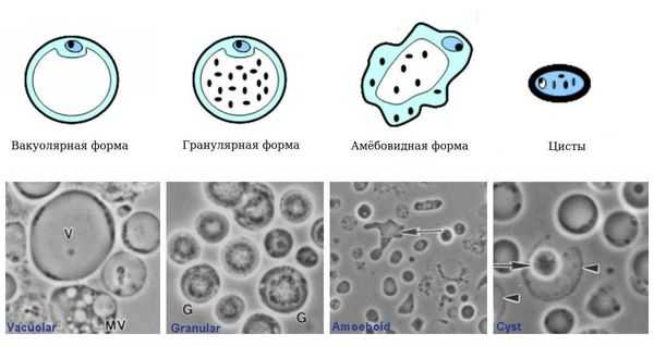 Формы жизни Blastocystis