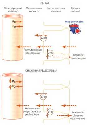 Пиноцитоз. Активно реабсорбируемые вещества в почках
