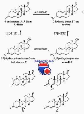 нарушения синтеза андрогенов