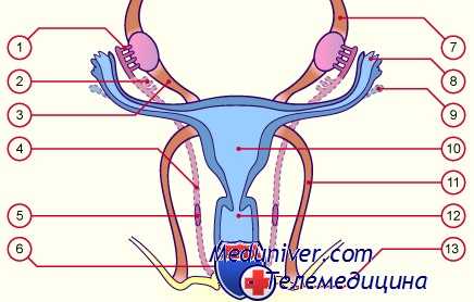 пуской псевдогермафродитизм