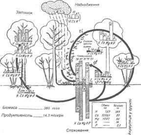 Годовой круговорот основных химических элементов в смешанном дубово-грабово- буковом лесу в Бельгии (кг / га)