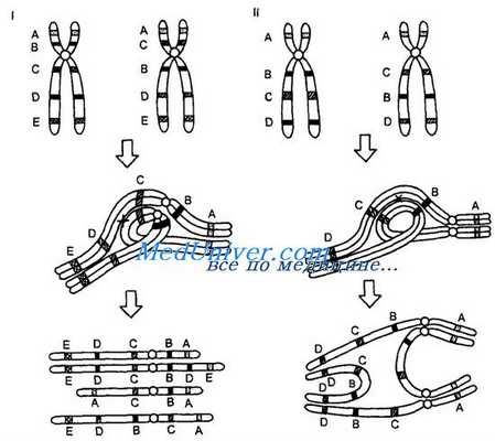 Инсерции. Что такое инсерция? Инверсии. Что такое инверсия?