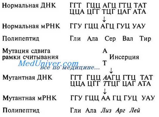 Делеции нуклеотидов. Инсерции нуклеотидов. Мутации сдвига рамки считывания. Кроссинговер. Неравный кроссинговер