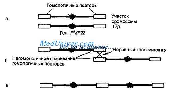 Делеции нуклеотидов. Инсерции нуклеотидов. Мутации сдвига рамки считывания.
