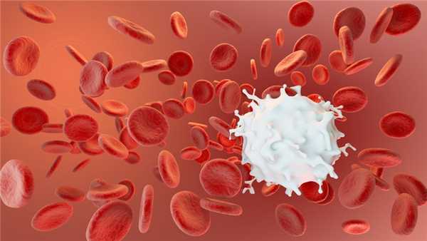 Лейкоциты: норма и отклонения