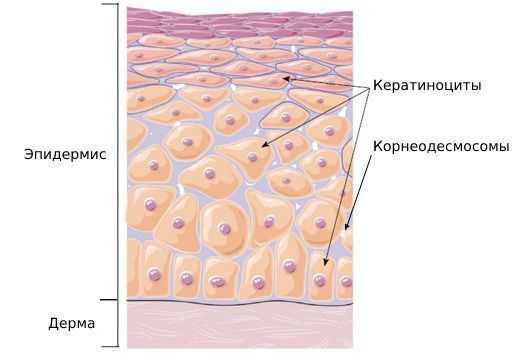 Дерма и эпидермис