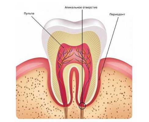 Строение зуба: пульпа, апикальное отверстие, периодонт