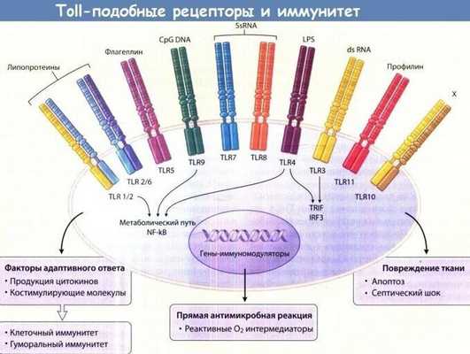 Толл-подобные рецепторы и иммунитет