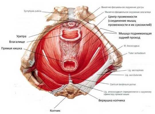 Глубокие мышцы промежности