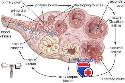 дисфункция яичников