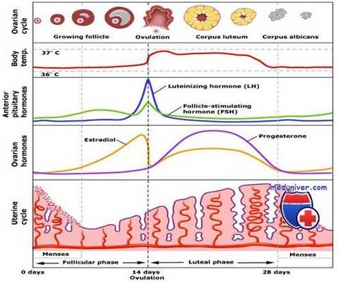дисфункция яичников