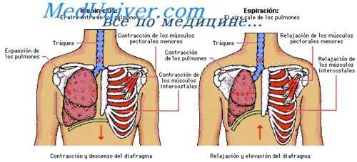 бронхолегочный аспергиллез