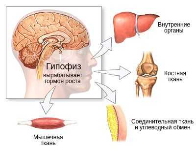 Влияние гормона роста на организм