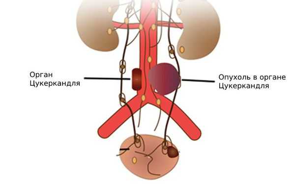 Орган Цукеркандля