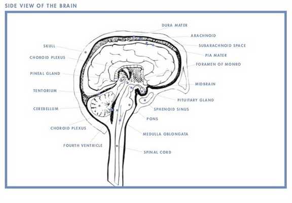 Кисты могут появляться в самых различных областях мозга