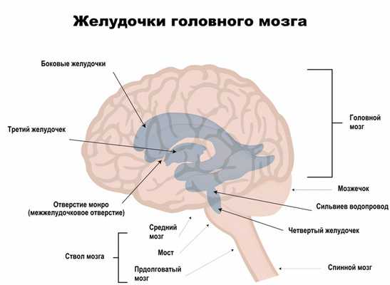Желудочки мозга.jpg