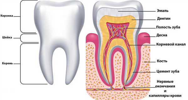 Строение зуба