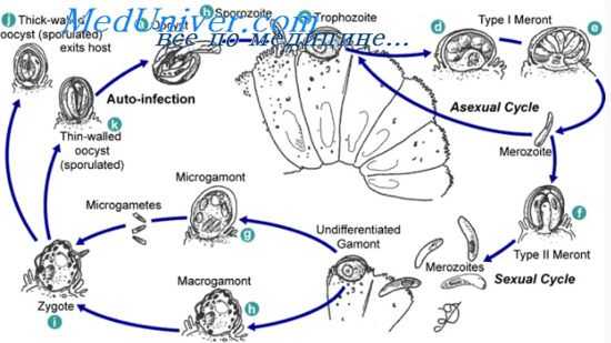 криптоспоридиоз