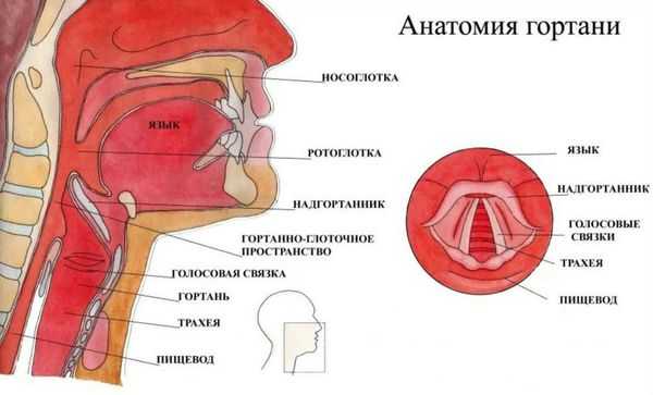 Строение гортани