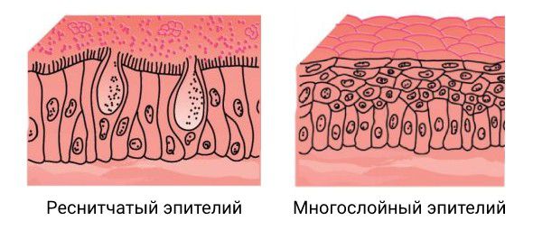 Виды эпителия