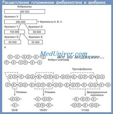 Фибриногенолиз - расщепление фибриногена и фибрина