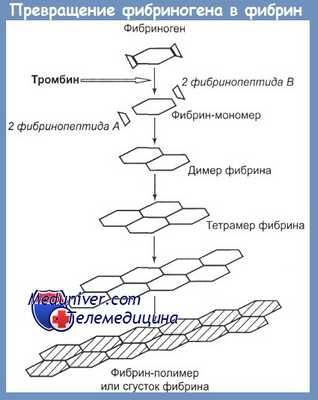 Превращение фибриногена в фибрин