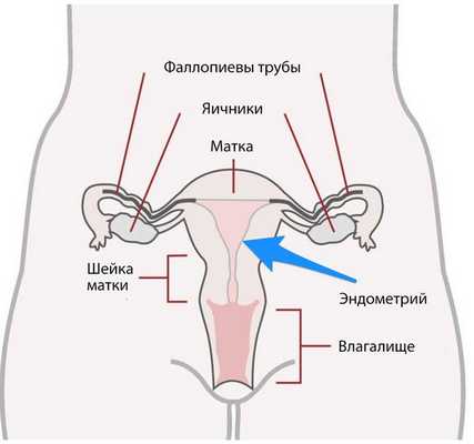 Анатомия женской репродуктивной системы