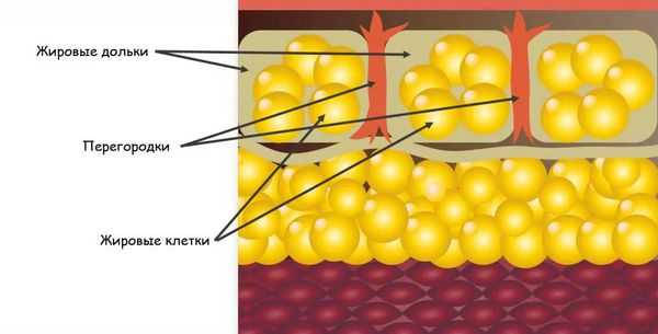 Строение подкожно-жировой клетчатки