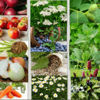 Фитотерапия острой вирусной кишечной инфекции