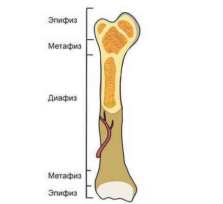 Строение кости