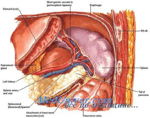 Топография селезенки