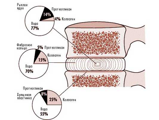 Обратите внимание на структуру и состав тканей межпозвоночного диска