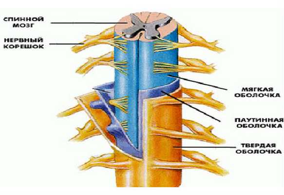 Спинной мозг