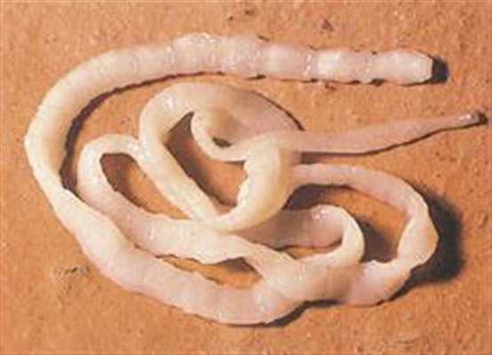 Широкий лентец