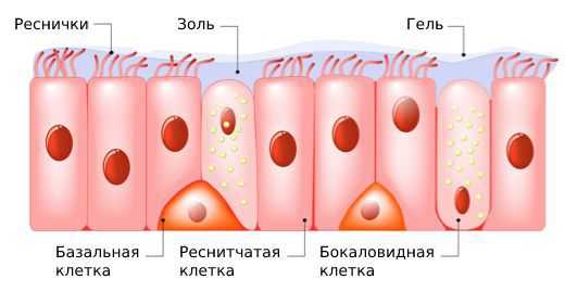 Слизь и клетки эпителия [19]