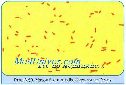 Диагностика сальмонеллеза. Микробиологическая диагностика сальмонелл. Выделение возбудителей сальмонеллеза. Феномен валообразования