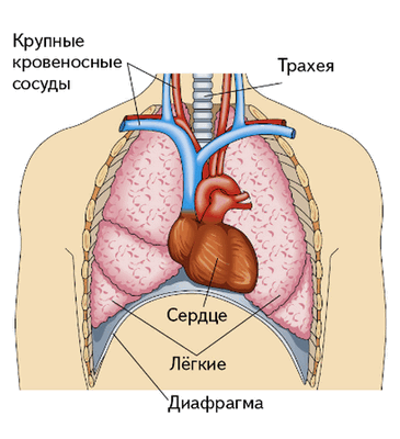 Органы грудной клетки