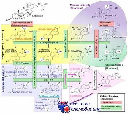 диагностика стероидных гормонов