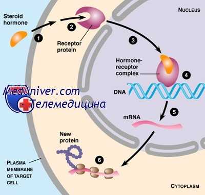 транспорт половых гормонов