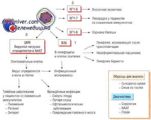 Цитомегаловирус