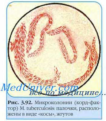 Диагностика туберкулеза. Принципы микробиологической диагностики туберкулеза. Выделение возбудителя туберкулеза