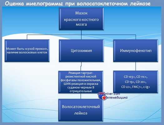 Миелограмма при волосатоклеточном лейкозе